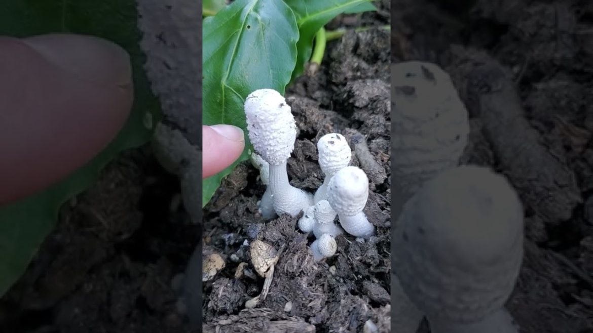 Is it Toxic? The Onion Stalked Lepiota a Wild Garden Mushroom… yes #shorts Is it Toxic? The Onion Stalked Lepiota a Wild Garden Mushroom... yes #shorts