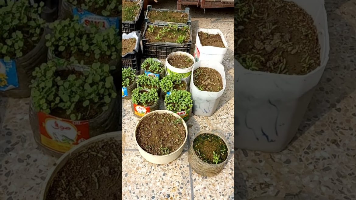 home gardening/indoor garden/beautiful garden #youtubeshorts #shorts #village