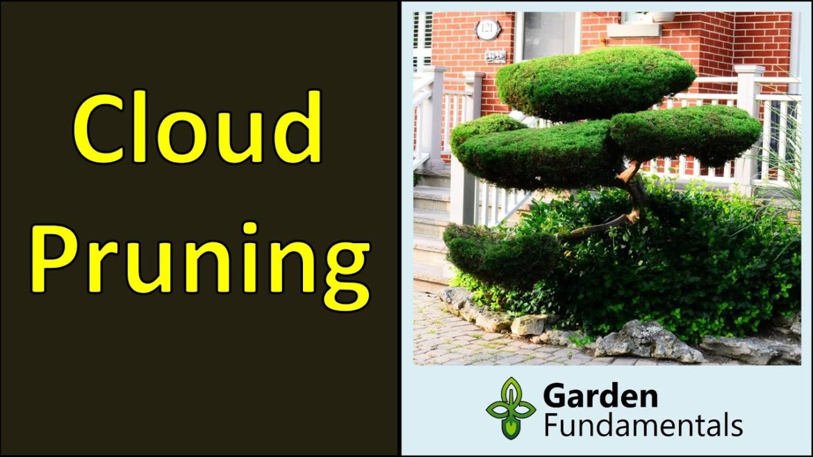 Cloud Pruning 🌲☁️☁️🌳 Japanese Niwaki Style Topiary