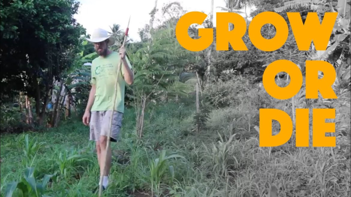 Gardening in a Crisis: Survival Gardening 101 and What I am Planting Gardening in a Crisis: Survival Gardening 101 and What I am Planting