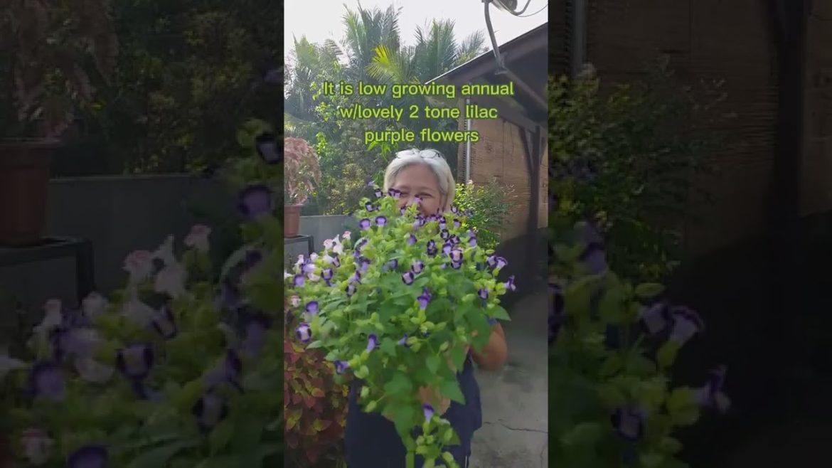 BEAUTIFUL NATURE/ Torenia easy to care for Beginners #torenia #wishboneflower #flowers BEAUTIFUL NATURE/ Torenia easy to care for Beginners #torenia #wishboneflower #flowers