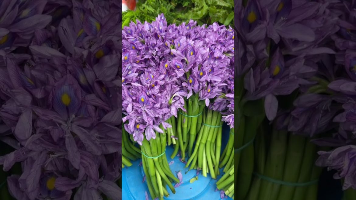 Amazing Fresh Purple Flowers Vegetable #juemcooking #shorts Amazing Fresh Purple Flowers Vegetable #juemcooking #shorts
