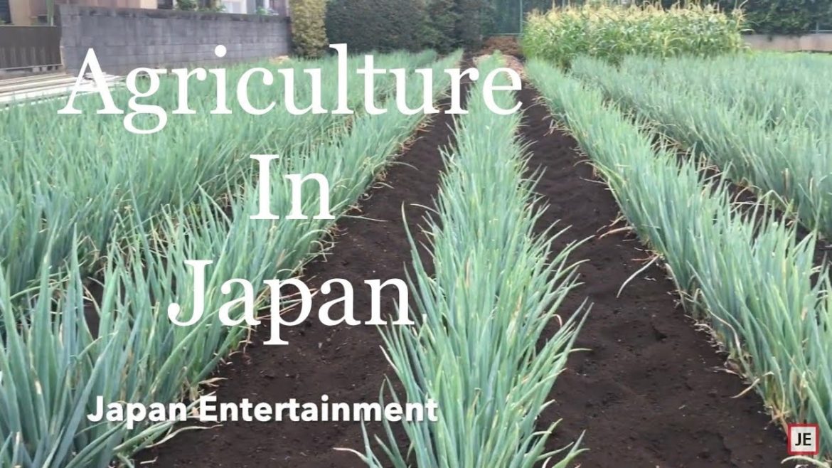 🇯🇵 Japan Agriculture || How Japanese Vegetable Farming inside Tokyo City? || Japanese Gardening