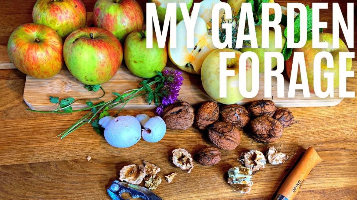 My Garden Forage My Garden Forage
