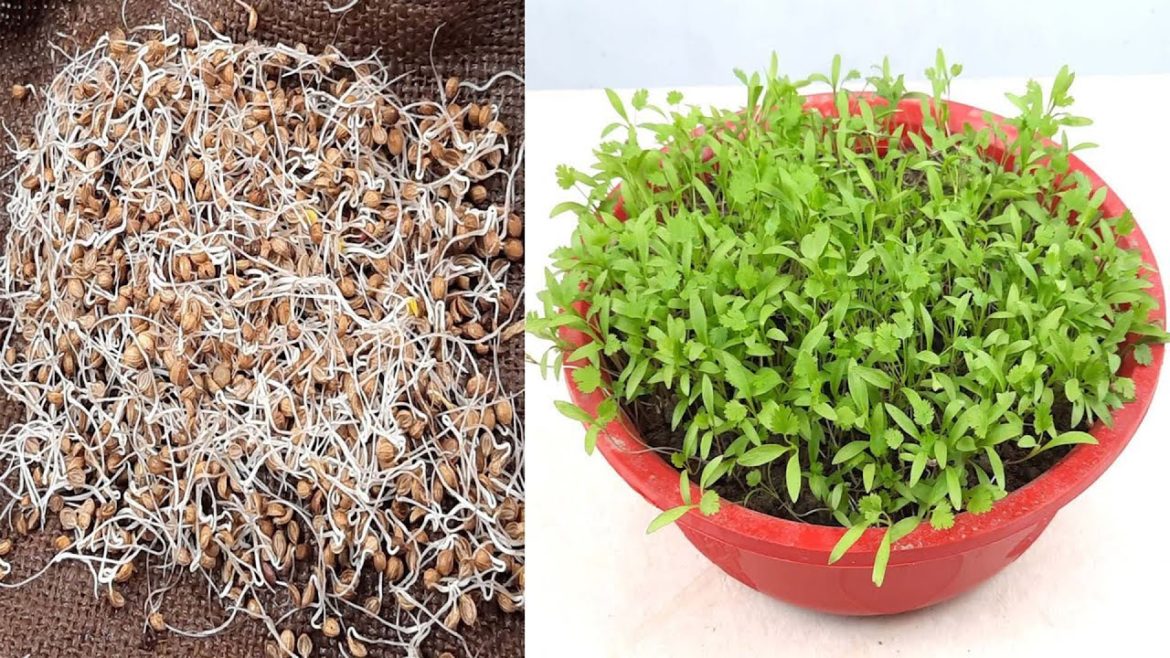 New way to Grow coriander with this method in 3 Days#Shorts
