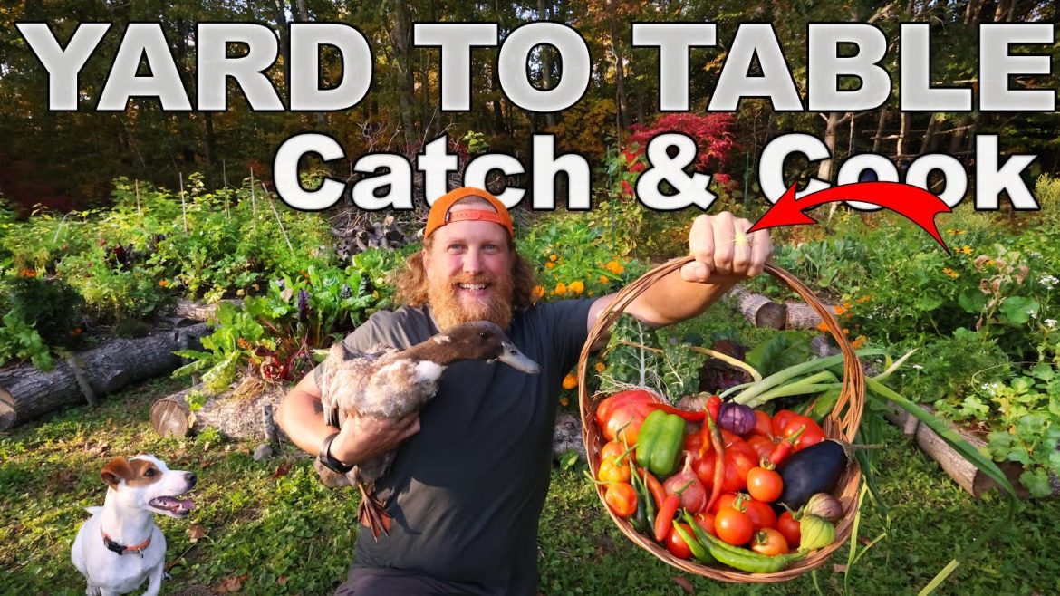 The Catch and Cook Garden First Year From Seed to Feed ! And ……….. The Catch and Cook Garden First Year From Seed to Feed ! And ...........