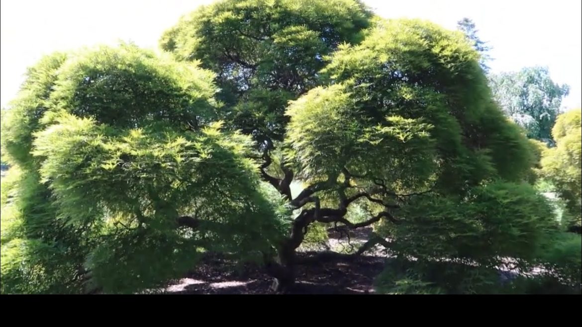 Japanese Garden @HersheyGardens: Tour and the Basics of Japanese Garden Design π³π§πͺ¨ Japanese Garden @HersheyGardens: Tour and the Basics of Japanese Garden Design π³π§πͺ¨