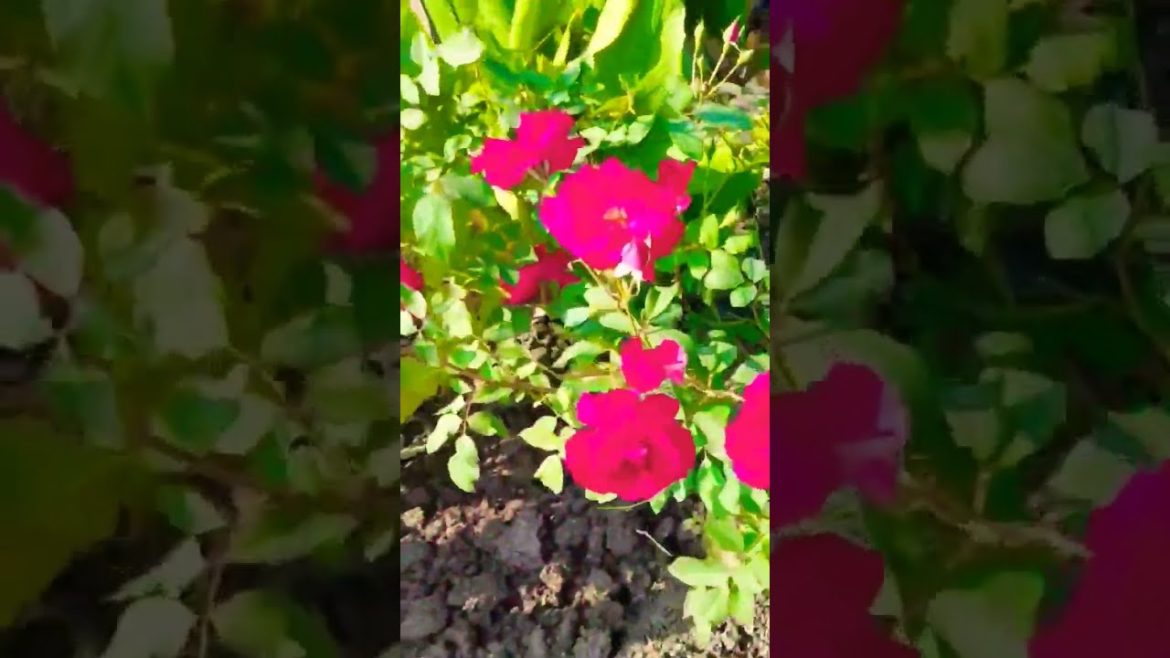 gulab ki cutting lagana🌷🌷🌷🌹गुलाब की कटिंग लगाने का अचूक तरीका #shorts #garden