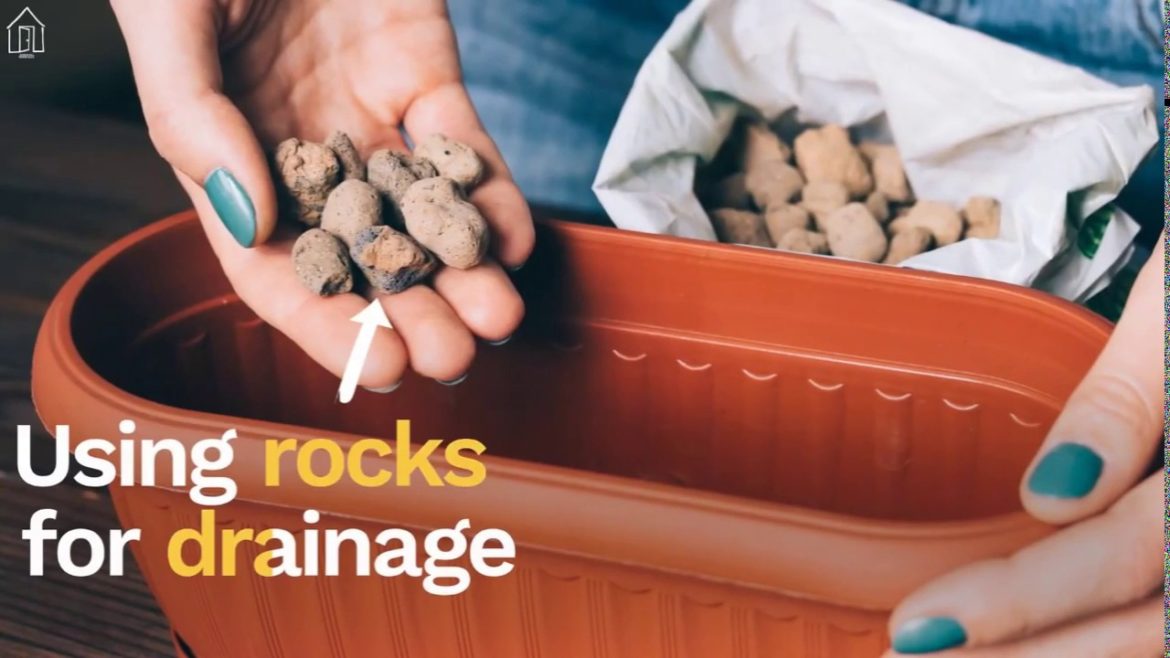 7 Basic Container Gardening Mistakes to Avoid at all Cost