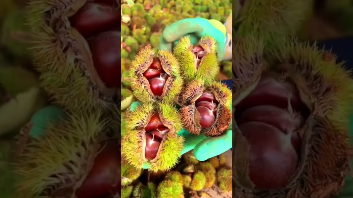 Chestnut harvest season #shorts #gardener