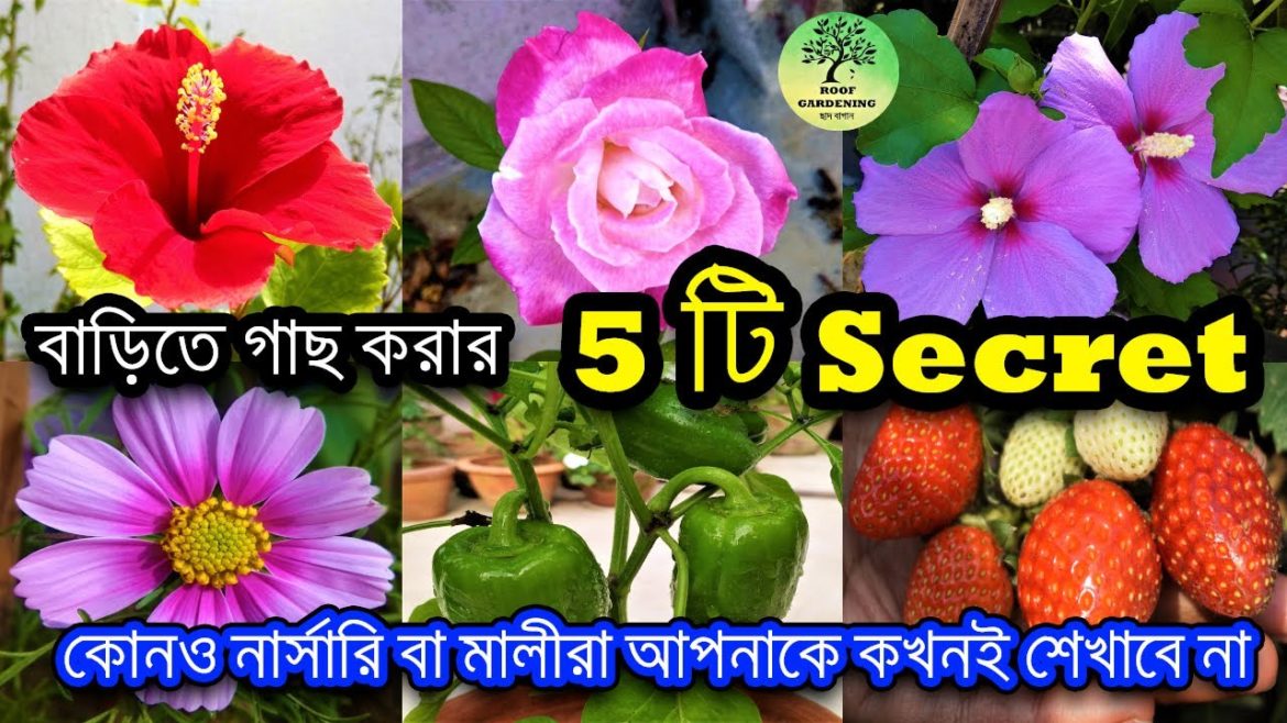 বাড়িতে গাছ করার 5 টি Secret / Top 5 gardening secrets / garden tips