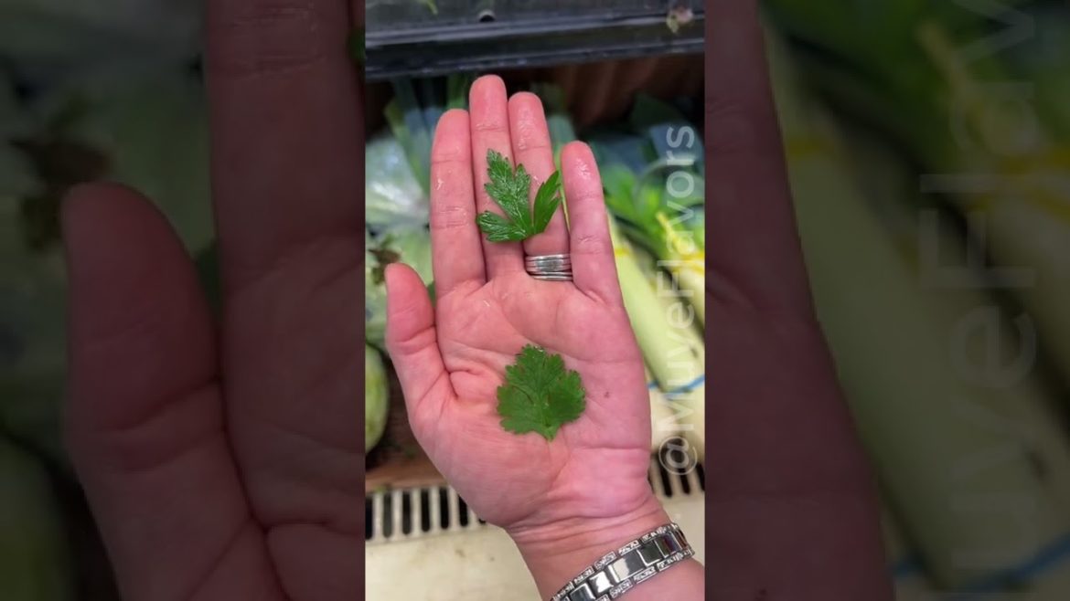 ¿CILANTRO Ó PEREJIL? Veamos si sabes diferenciarlos 😱#Shorts #foodie