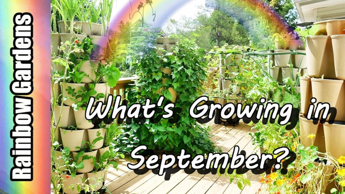 What's Growing in September? The Fall Container Garden (it's almost fall!)