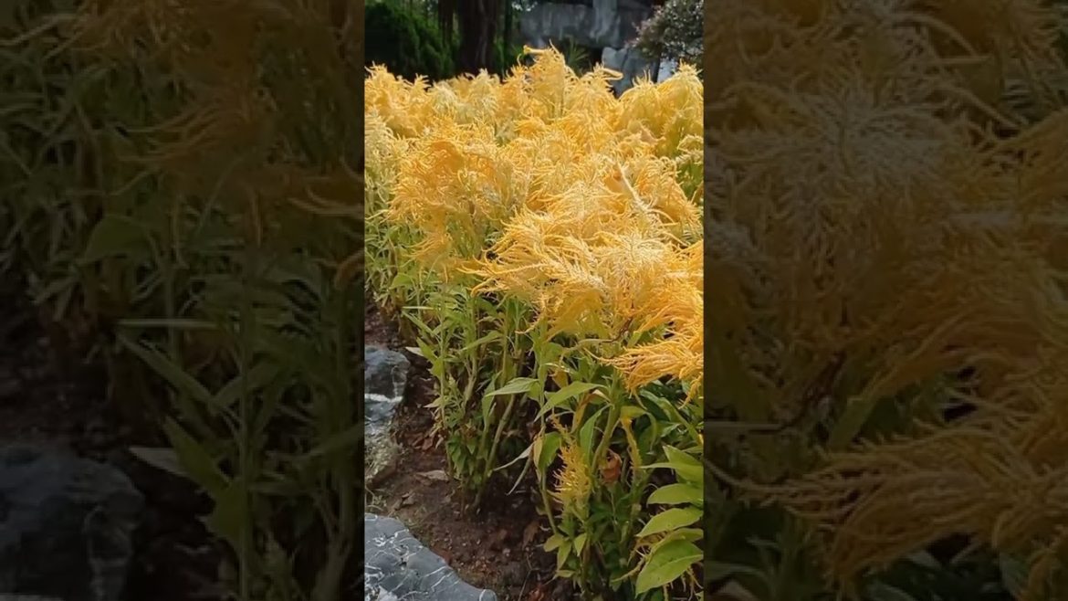 Feather Celosia#shorts#short#shortvideo