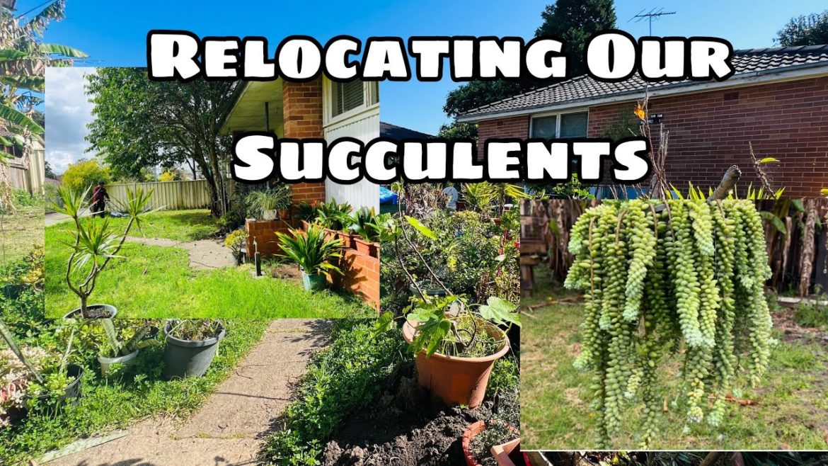 How i do Relocate Our Succulents and Plants (EP 2)#garden #succulentgarden #burros How i do Relocate Our Succulents and Plants (EP 2)#garden #succulentgarden #burros