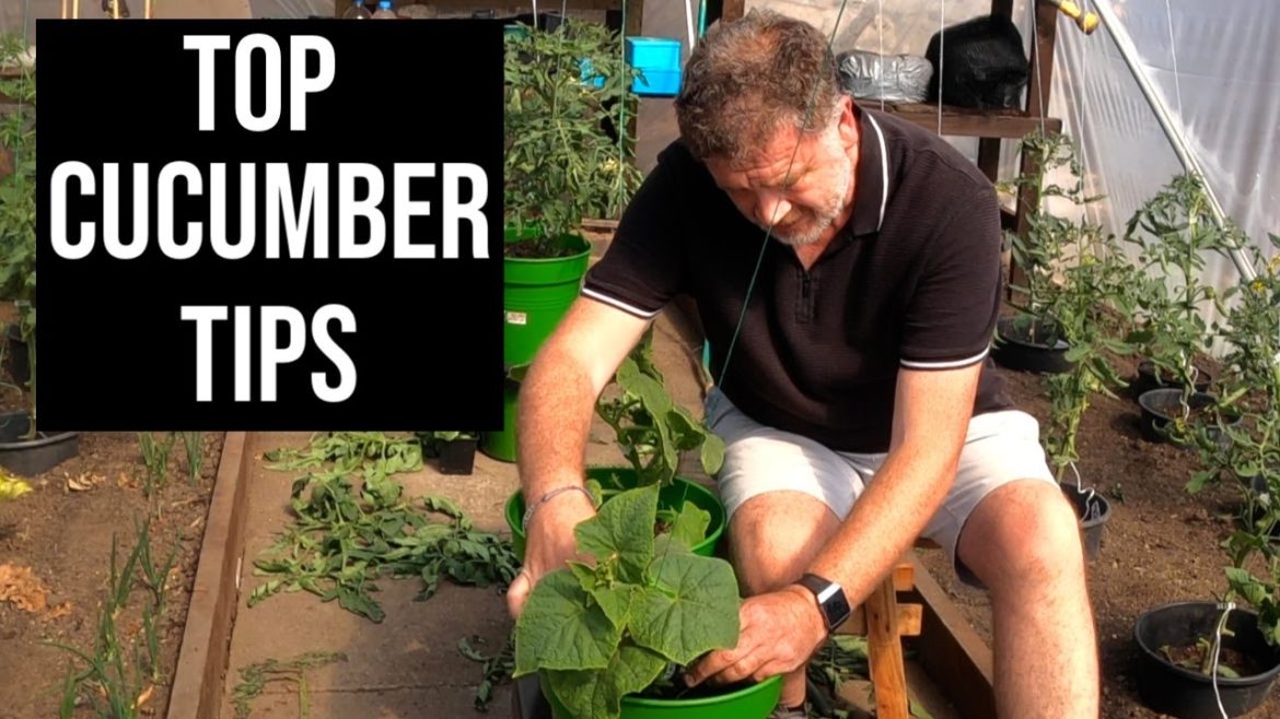 Garden Tips For Growing An Amazing Amount of Cucumbers Garden Tips For Growing An Amazing Amount of Cucumbers