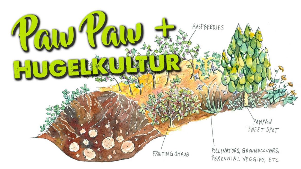 Paw Paw + Hugelkultur