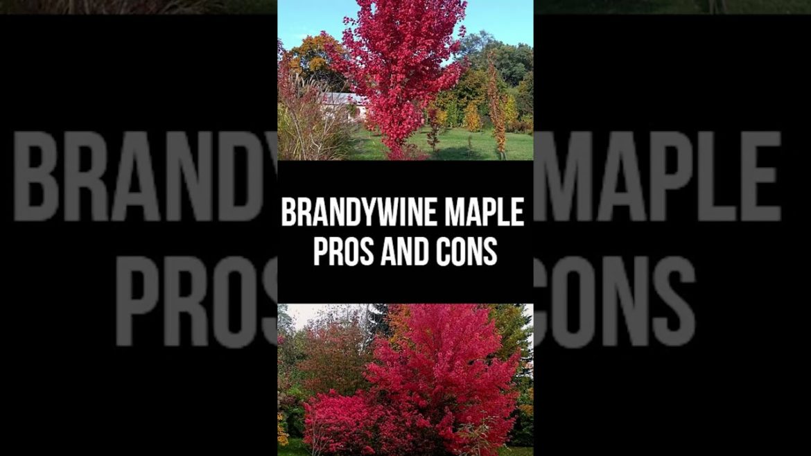 Gardening 164 #shorts