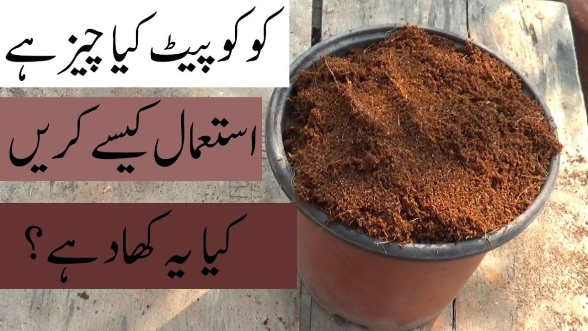 What Is Coco Peat How to Make Coco Peat Benefits of Coco Peat Kitchen Gardening What Is Coco Peat How to Make Coco Peat Benefits of Coco Peat Kitchen Gardening