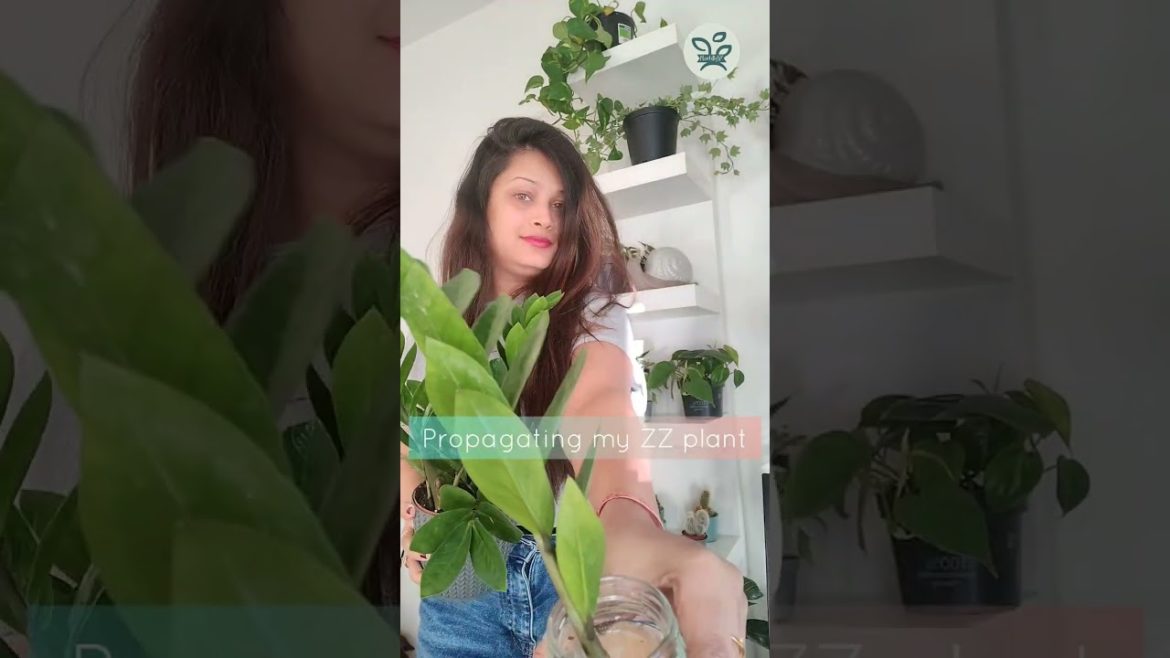 What are your weekend plans..?? Propagating something new this week..!! #zzplant #zamioculcas