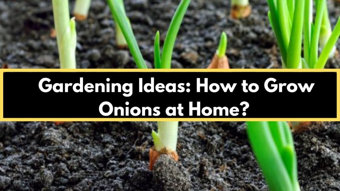 Gardening Ideas  to Grow Onions at Home | Very Easy Home Garden Tips