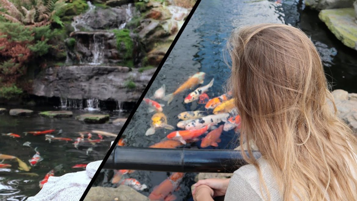 Feeding Koi | Beautiful Japanese Garden visit Feeding Koi | Beautiful Japanese Garden visit