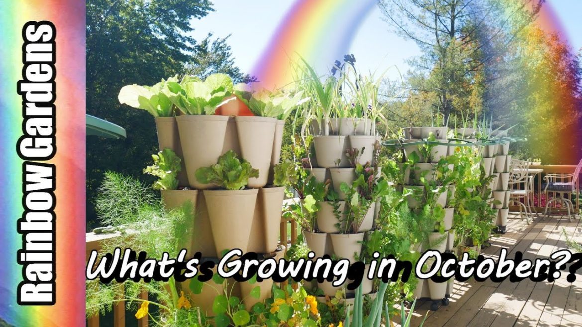 The Container Garden / What's Growing in October?
