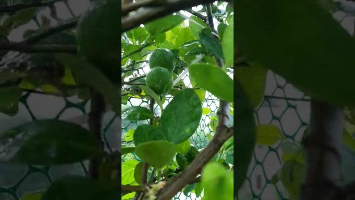 My Terrace Garden #manylemons😍 #brinjalplants  @Swapna's Vlogs