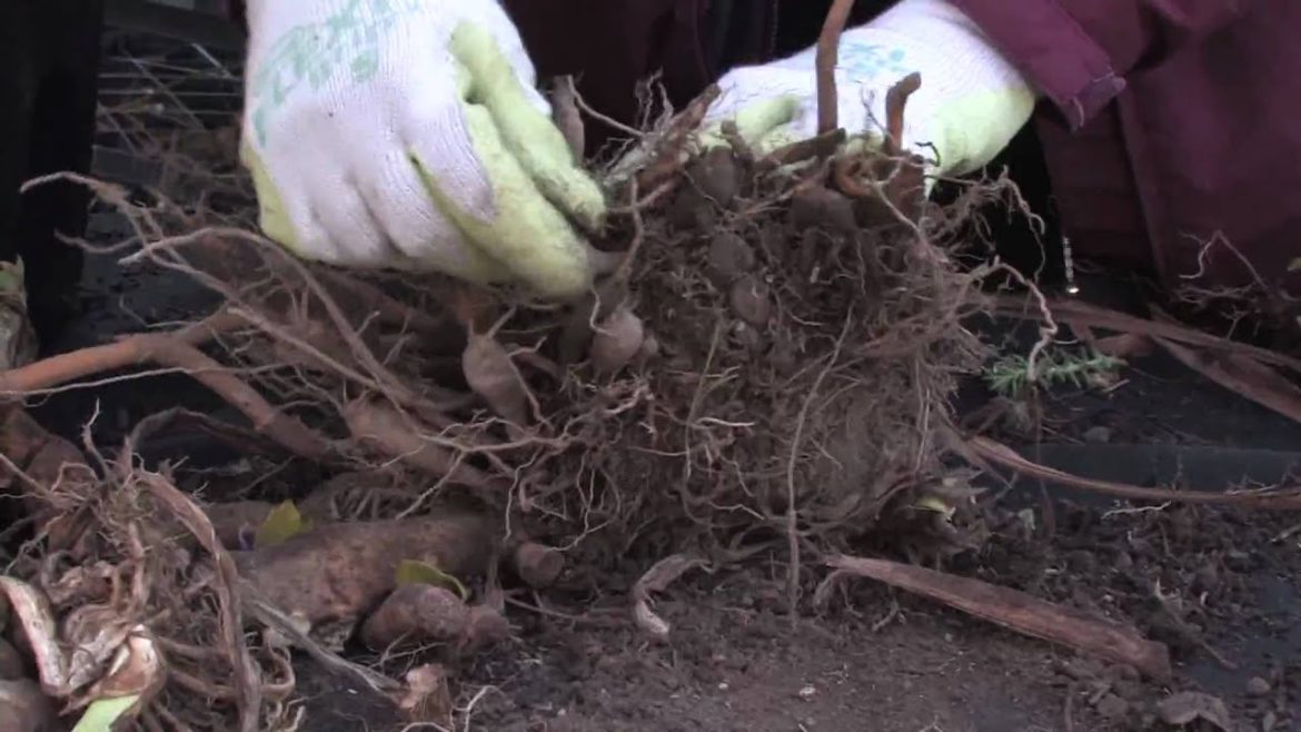 Gardening Tips : Identifying Flower Bulbs Gardening Tips : Identifying Flower Bulbs