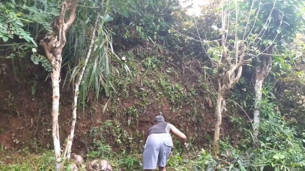 Backyard Garden Cleaning Time | Part 1