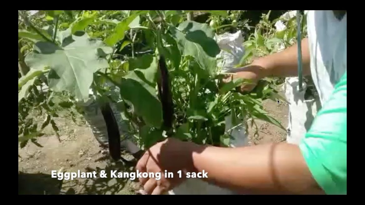 Sack & Container gardening by Arman Abaño from Albay during quarantine. Shared by The VeggieMan