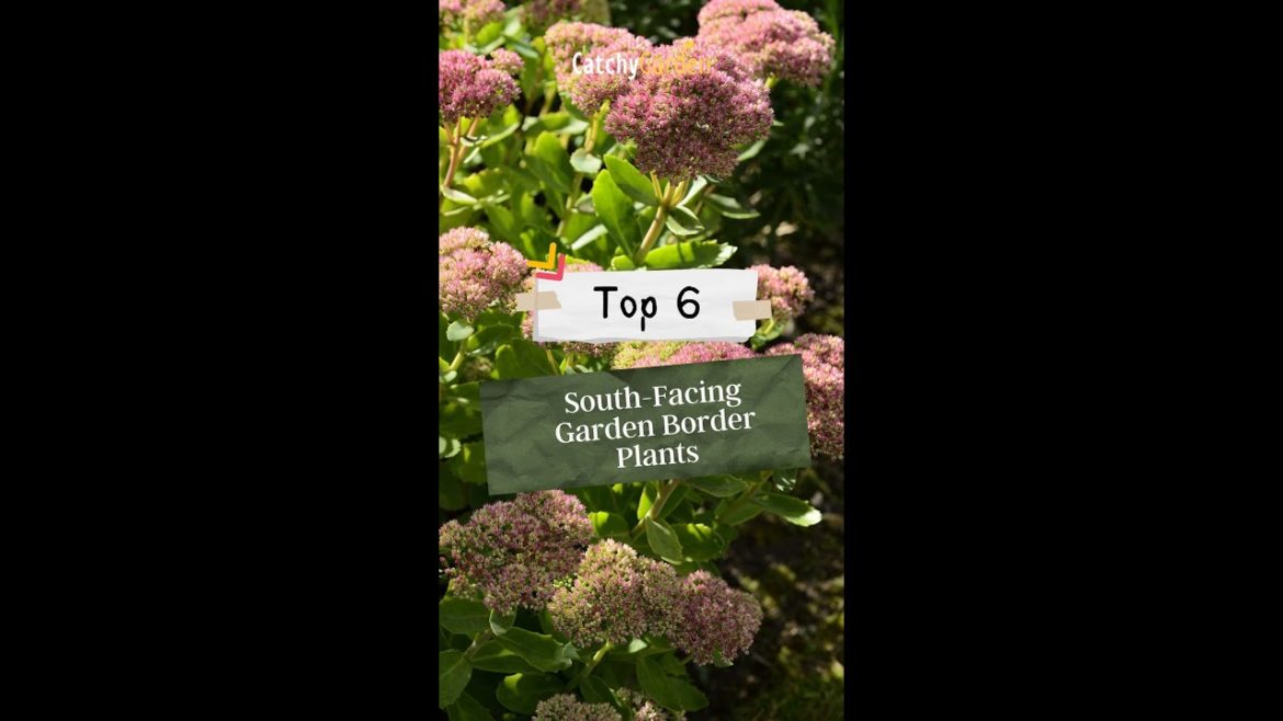 Top 6 South Facing Garden Border Plants 🌷🌿🌻 // #short #shorts