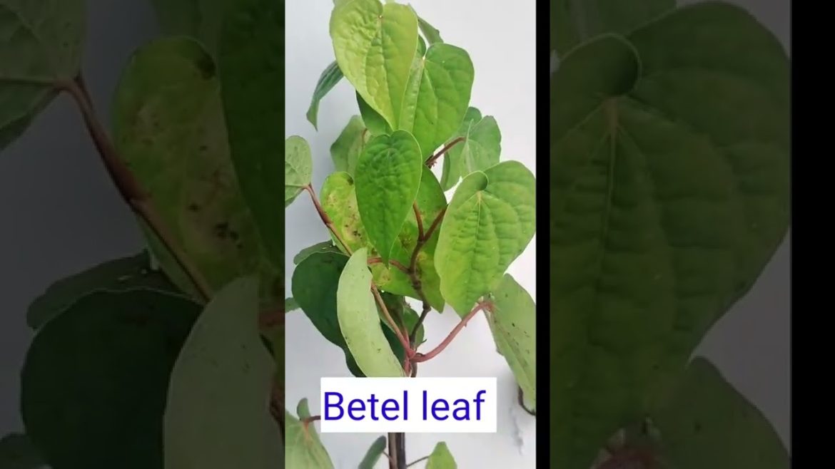 #shorts # paan ka plant #Paan ka poudha #Betel leaf plant #Edible leaf plant #Bnarsi paan #Paan ☘️☘️