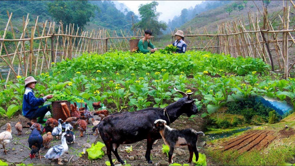 Full video of building a new life | Gardening and Harvesting Agricultural Products, Live with nature