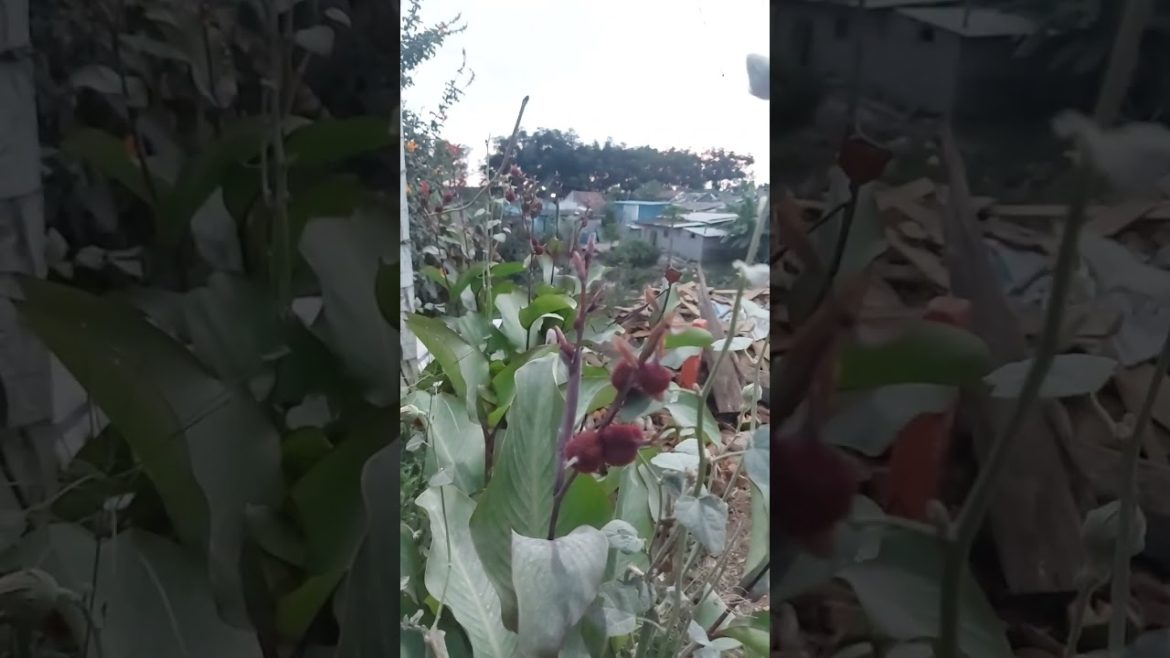 425. Indian shot flowers(Wild Canna Lily) #shorts #flowers #garden #green 425. Indian shot flowers(Wild Canna Lily) #shorts #flowers #garden #green