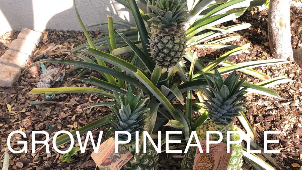GROWING PINEAPPLES FOR HOME GARDENER  | Tips to CHOOSE THE BEST CROWN TO GROW IN THE GROUND!