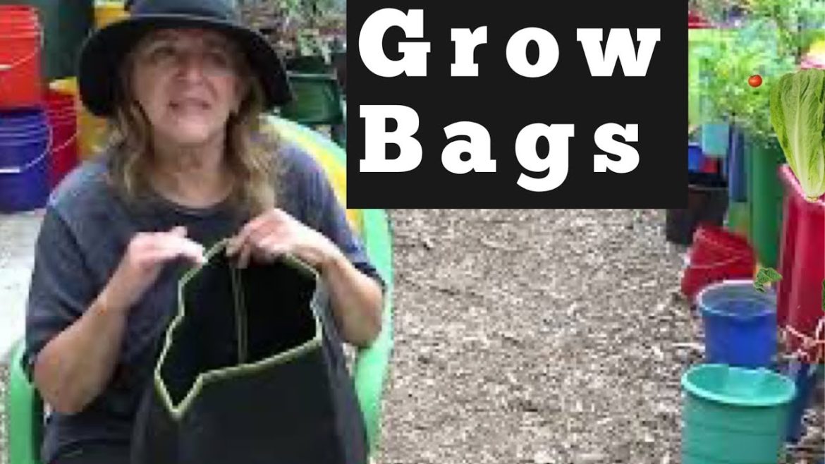 Grow Bags vs Container Gardening Vegetable Plants In Hot Climate, Let’s See How Fabric Pots Do Here Grow Bags vs Container Gardening Vegetable Plants In Hot Climate, Let’s See How Fabric Pots Do Here