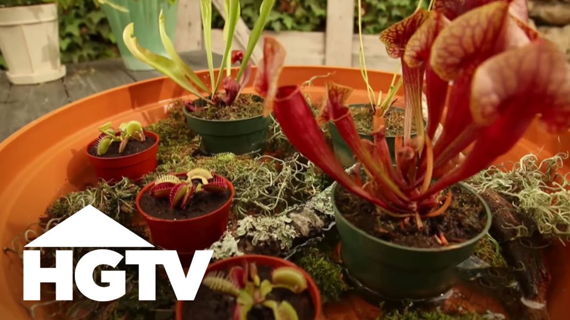 A Carnivorous Plant Garden | Gardening Tips | HGTV A Carnivorous Plant Garden | Gardening Tips | HGTV