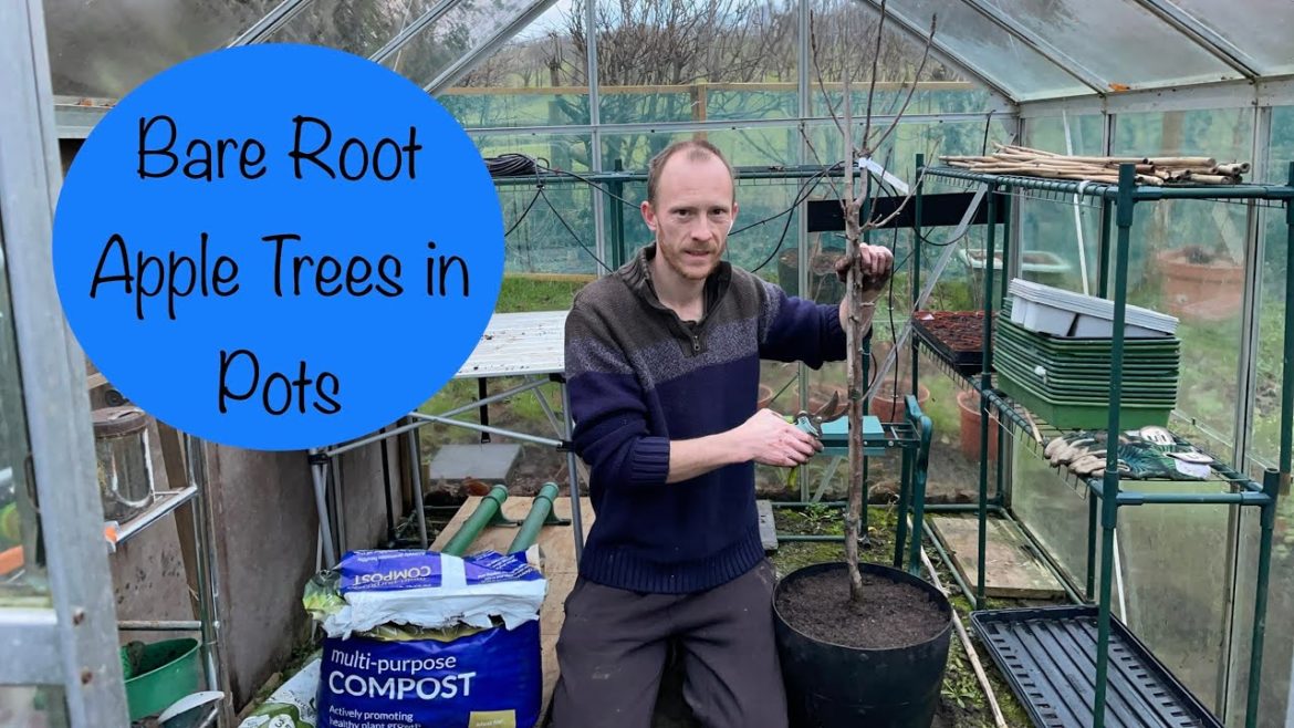 Planting Bare Root Apple Trees in Pots | Fruit Tree Container Garden Planting Bare Root Apple Trees in Pots | Fruit Tree Container Garden