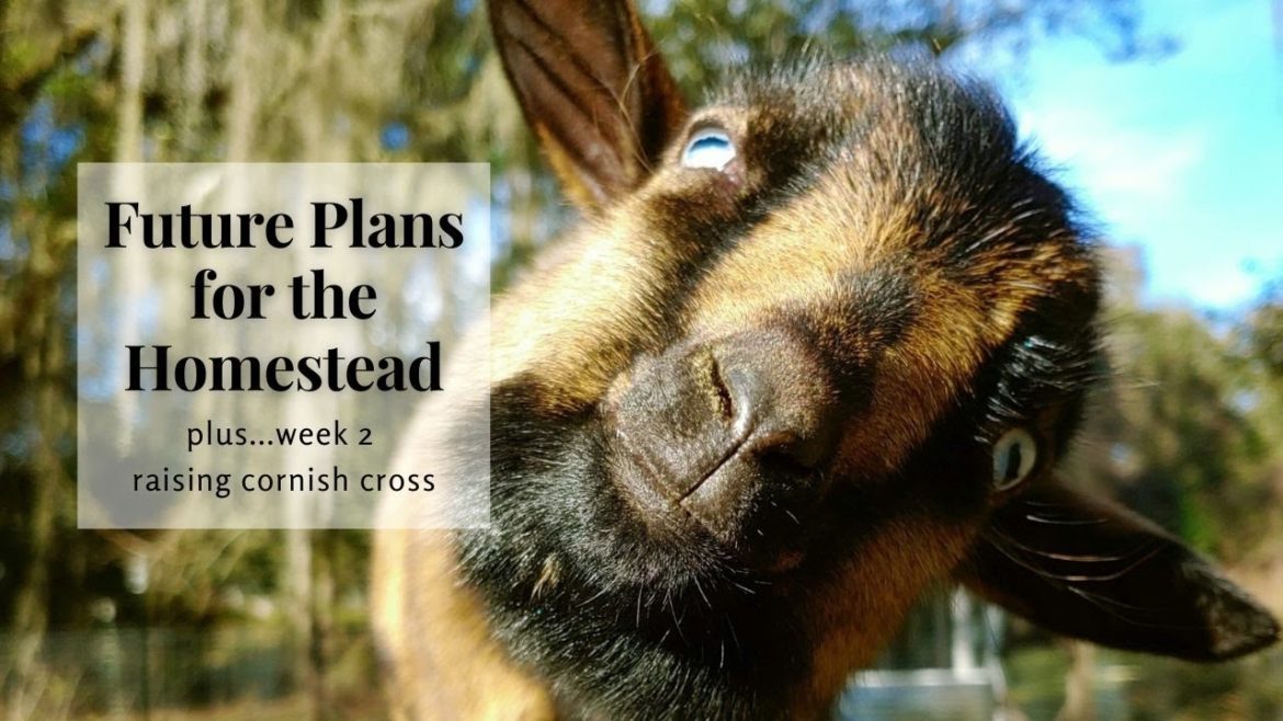 Future Plans for the Homestead. Plus, Week 2 of Raising Cornish Cross. Future Plans for the Homestead. Plus, Week 2 of Raising Cornish Cross.