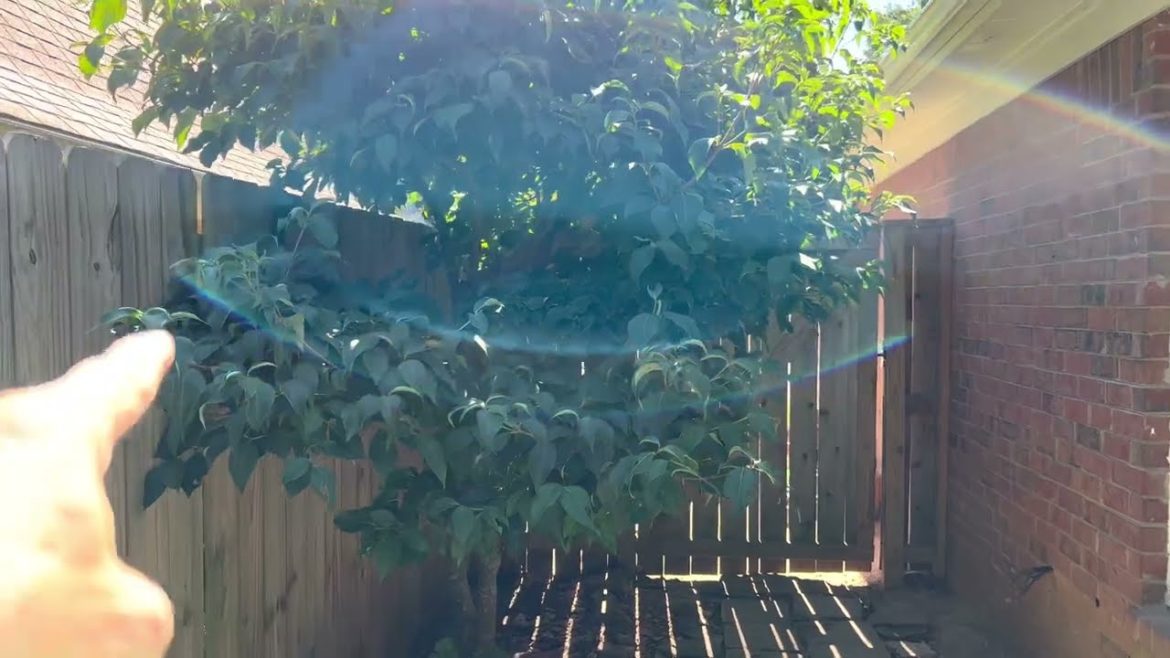 I Love this Tree, Great Tree for Small area? The Kousa Dogwood Tree might be for you. #Memphismower