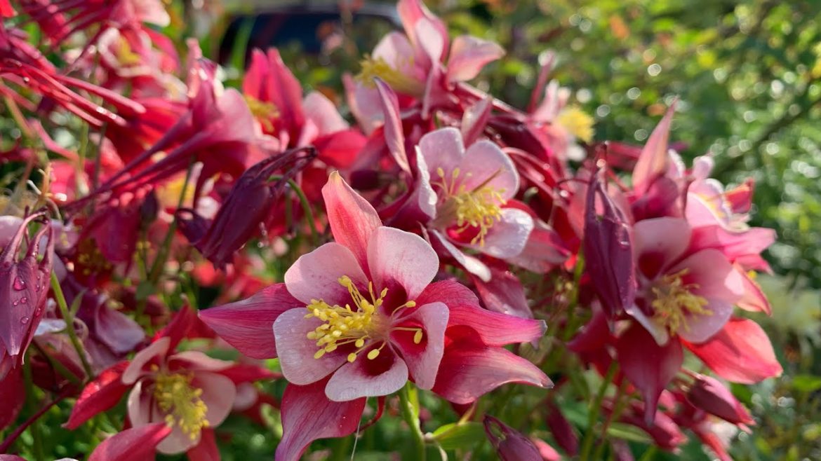 Walk through the front yard garden with me. | mid-spring Zone 4b garden, New Brunswick Canada Walk through the front yard garden with me. | mid-spring Zone 4b garden, New Brunswick Canada