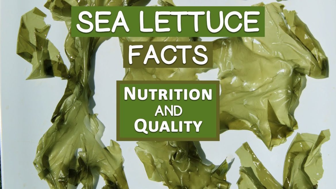 5 Sea Lettuce Facts, About Nutrition and Quality
