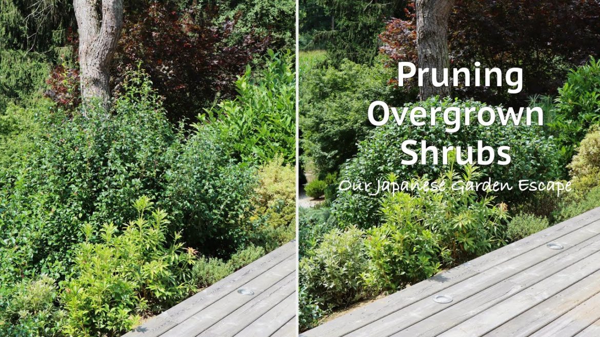 Bringing Overgrown Shrubs Back Under Control | Our Japanese Garden Escape