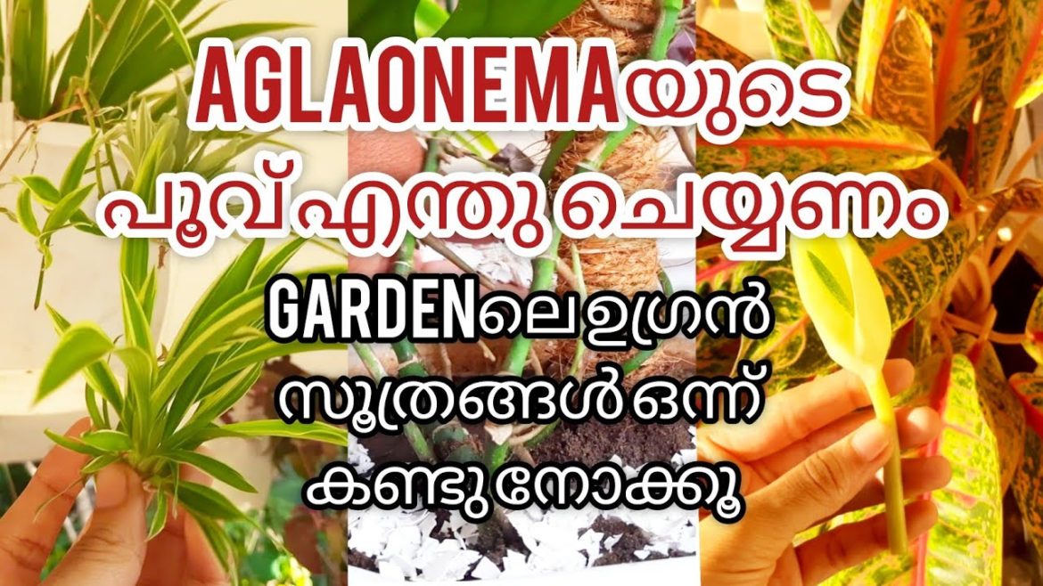 5 useful gardening tips in malayalam  | Gardening hacks