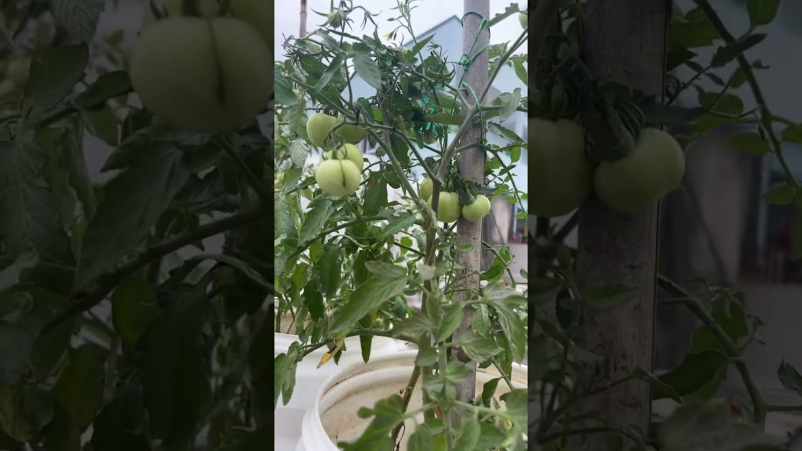 Wild Tomato fruiting in our garden #shorts Wild Tomato fruiting in our garden #shorts