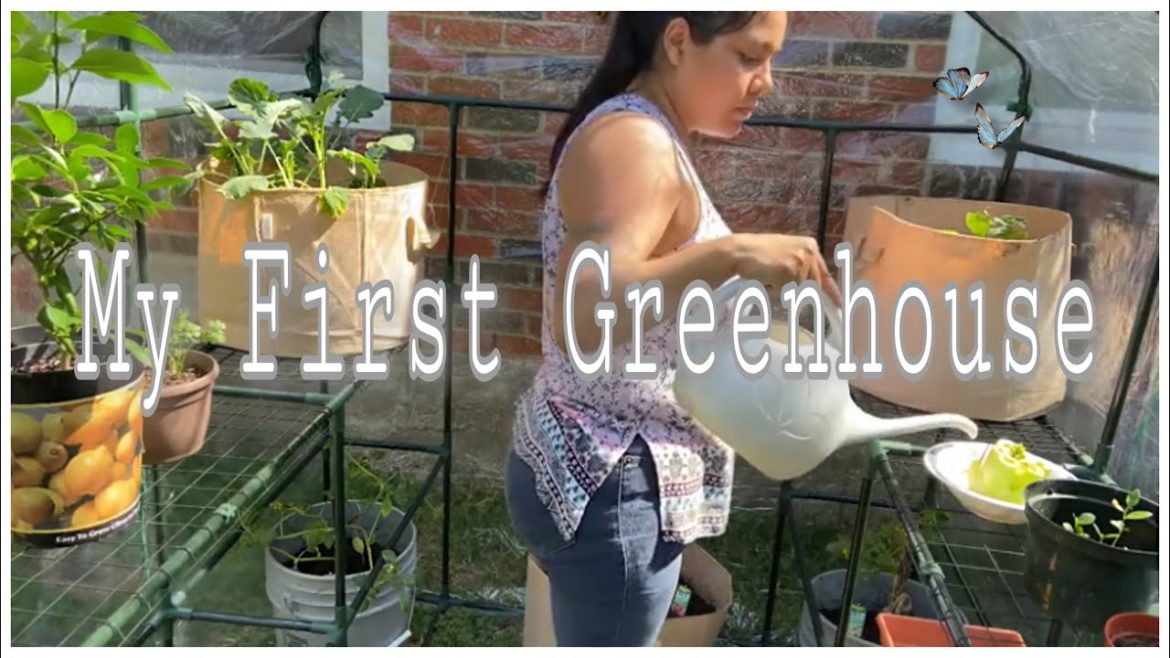 NEW🌿 DIY WALK-IN GREENHOUSE & FABRIC CONTAINERS FROM AMAZON | VEGETABLE GARDENING | BEGINNERS GUIDE NEW🌿 DIY WALK-IN GREENHOUSE & FABRIC CONTAINERS FROM AMAZON | VEGETABLE GARDENING | BEGINNERS GUIDE