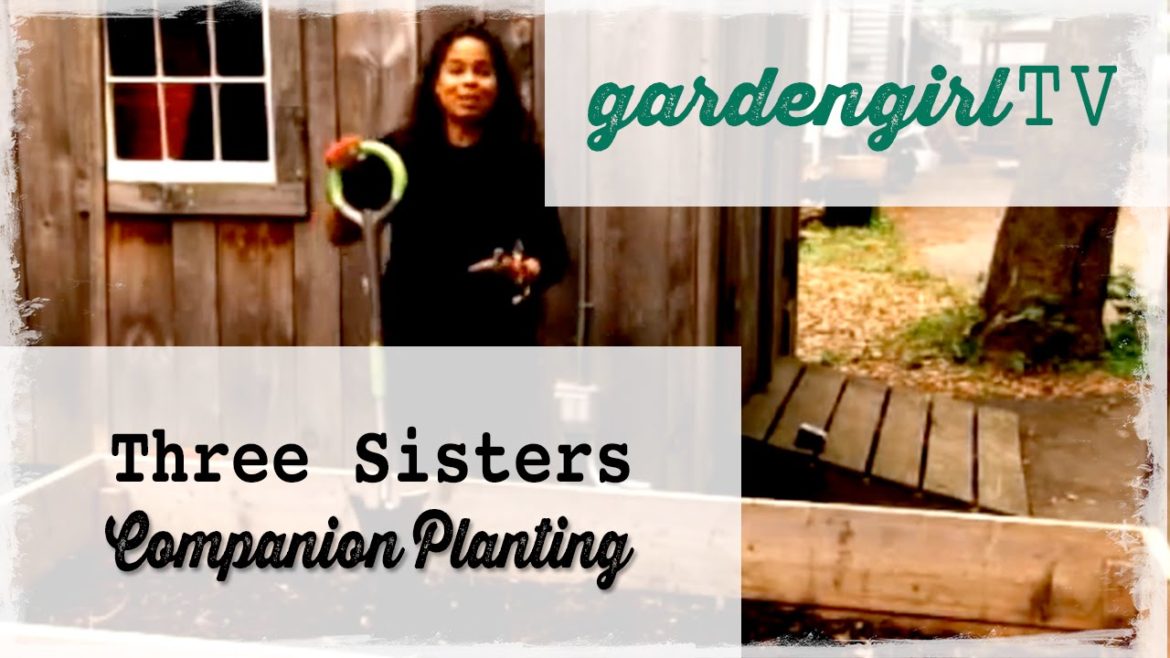 Vegetable Gardening: Three Sisters Companion Planting Vegetable Gardening: Three Sisters Companion Planting