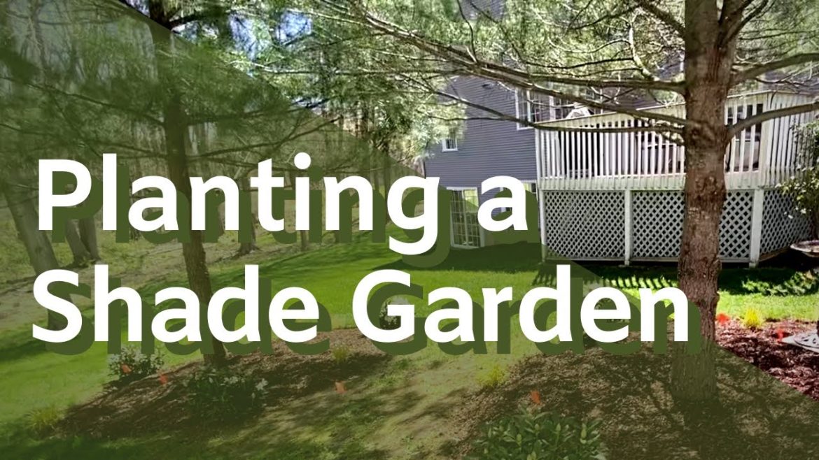 Planting A Shade Garden Under Pine Trees | Home & Garden | Garden Design Planting A Shade Garden Under Pine Trees | Home & Garden | Garden Design
