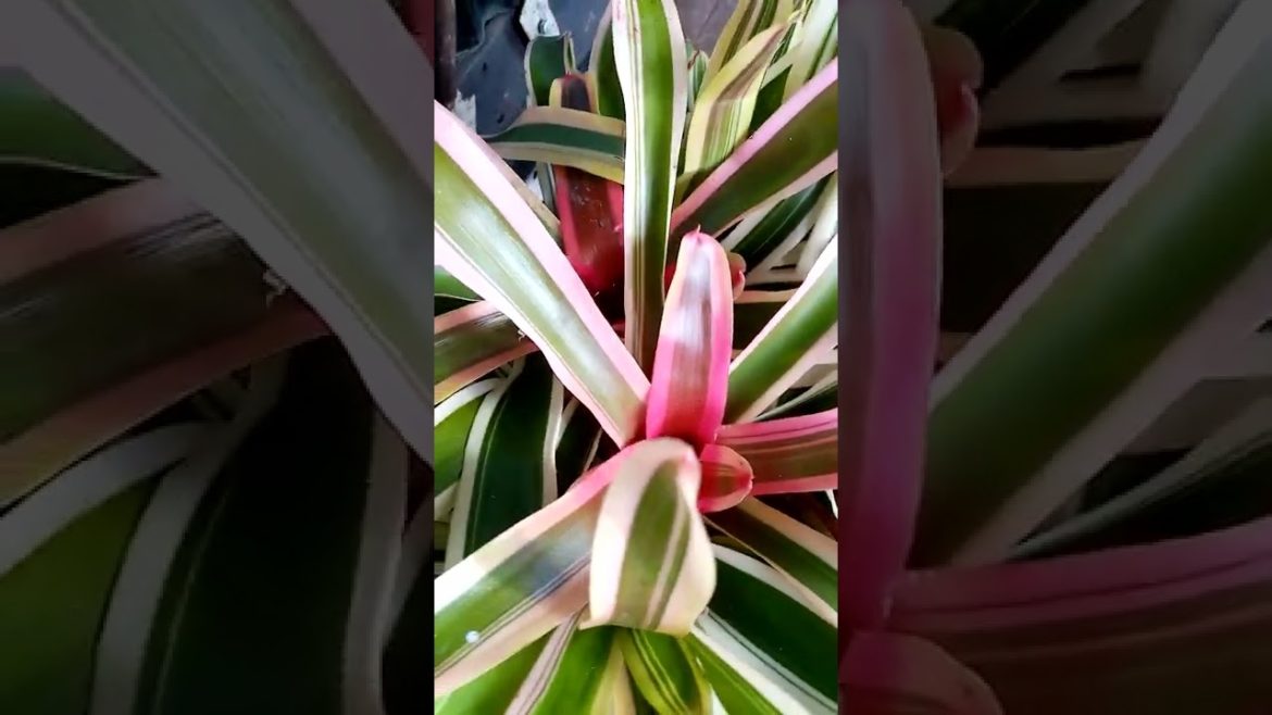 a Healthy, "Moses in the Cradle" Plant in Color. #shorts